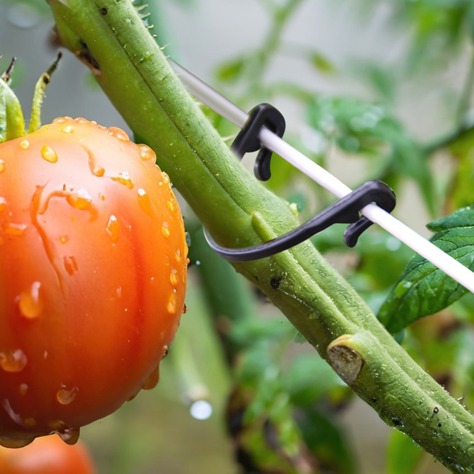 100 Stück Pflanzen-Befestigung – Vine Climbing Plastic Bewertung und Preis