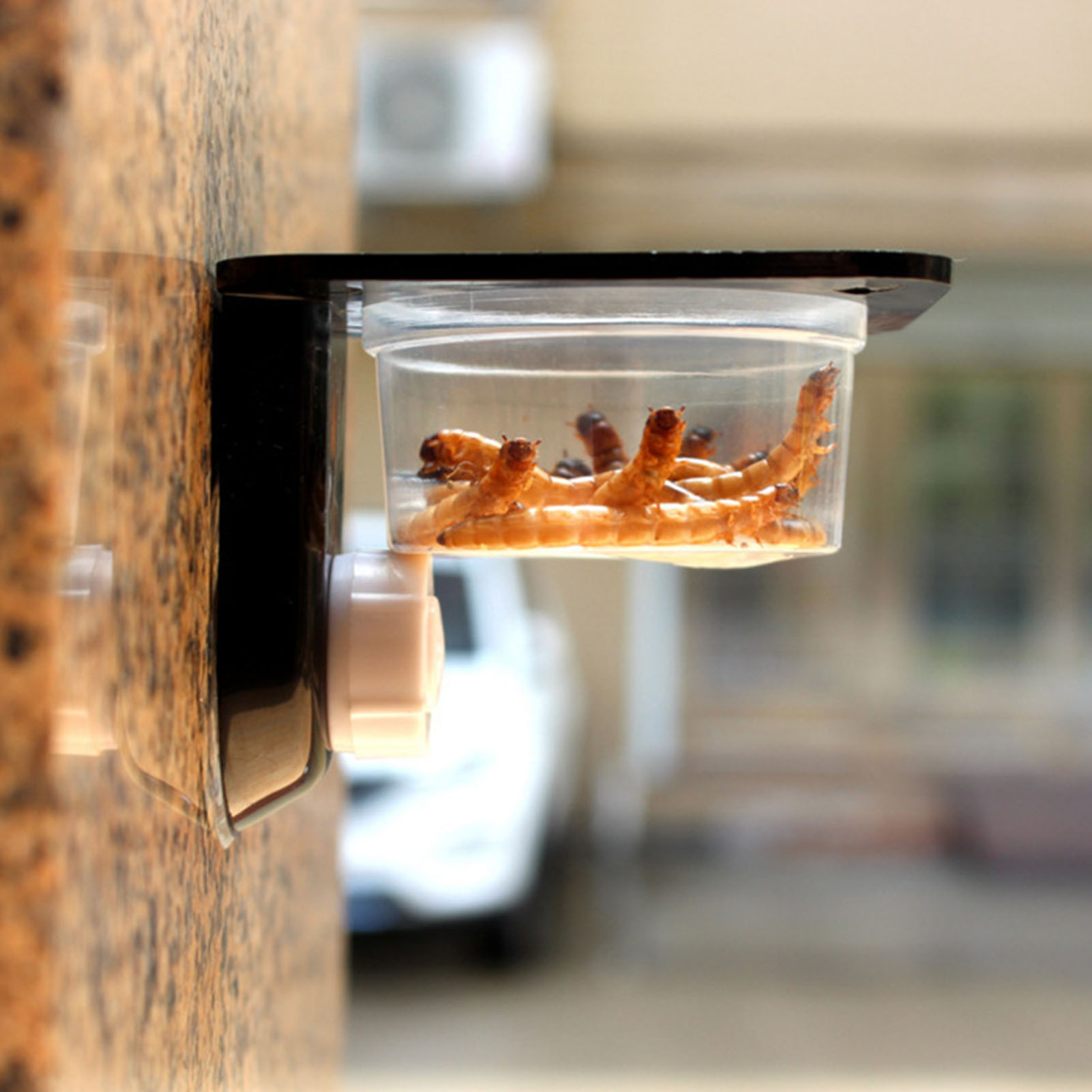 Crested Gecko Fütterung leiste – Water Dish Reptile Bewertung und Preis